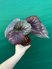Begonia ‘Annan Storm’ NEW