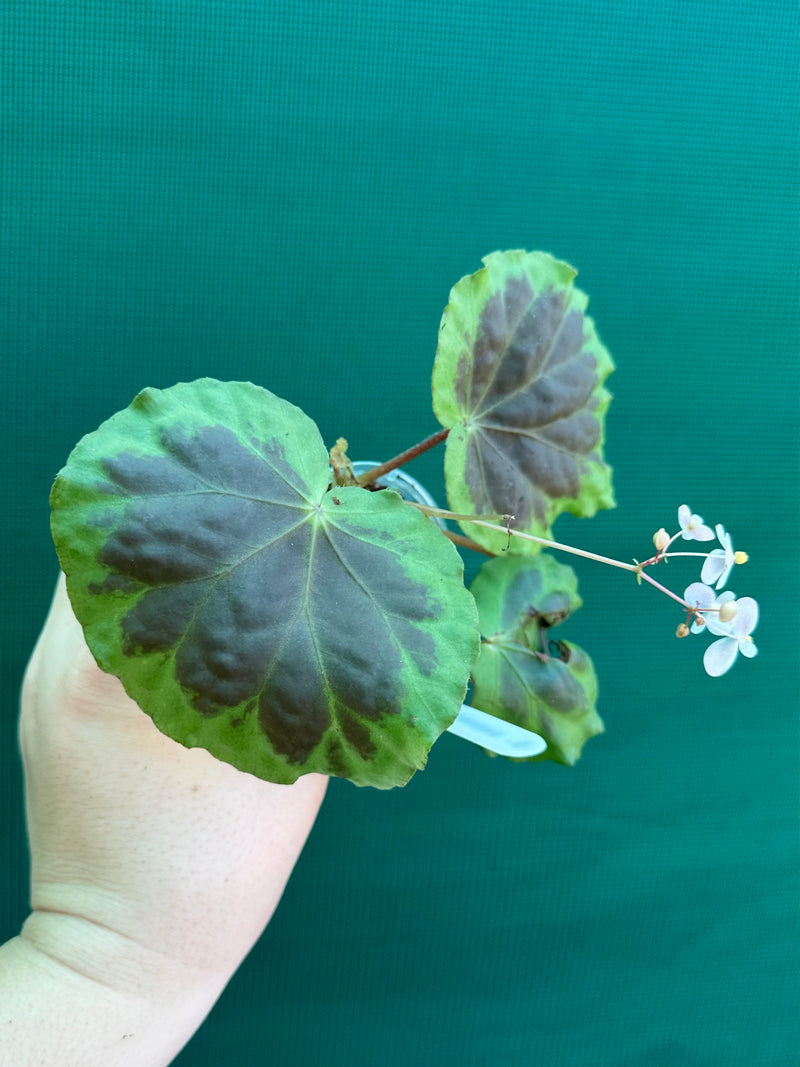 Begonia sumatra dongranensis