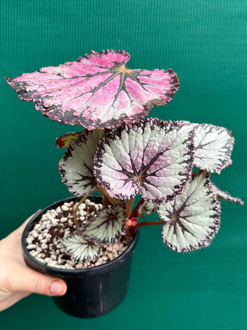 Begonia NOID 63