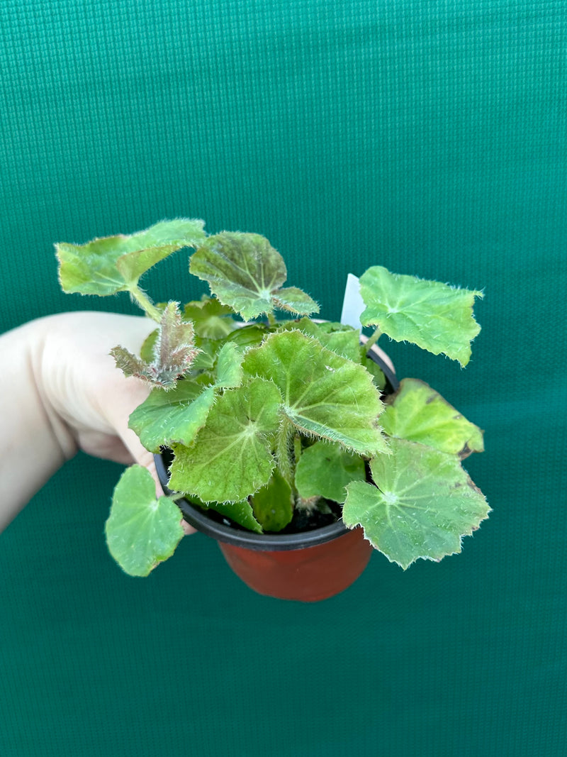 Begonia ‘Chieftan Lad' NEW