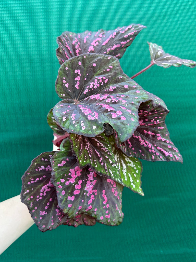 Begonia ‘Hot Pink Spotty’ NEW