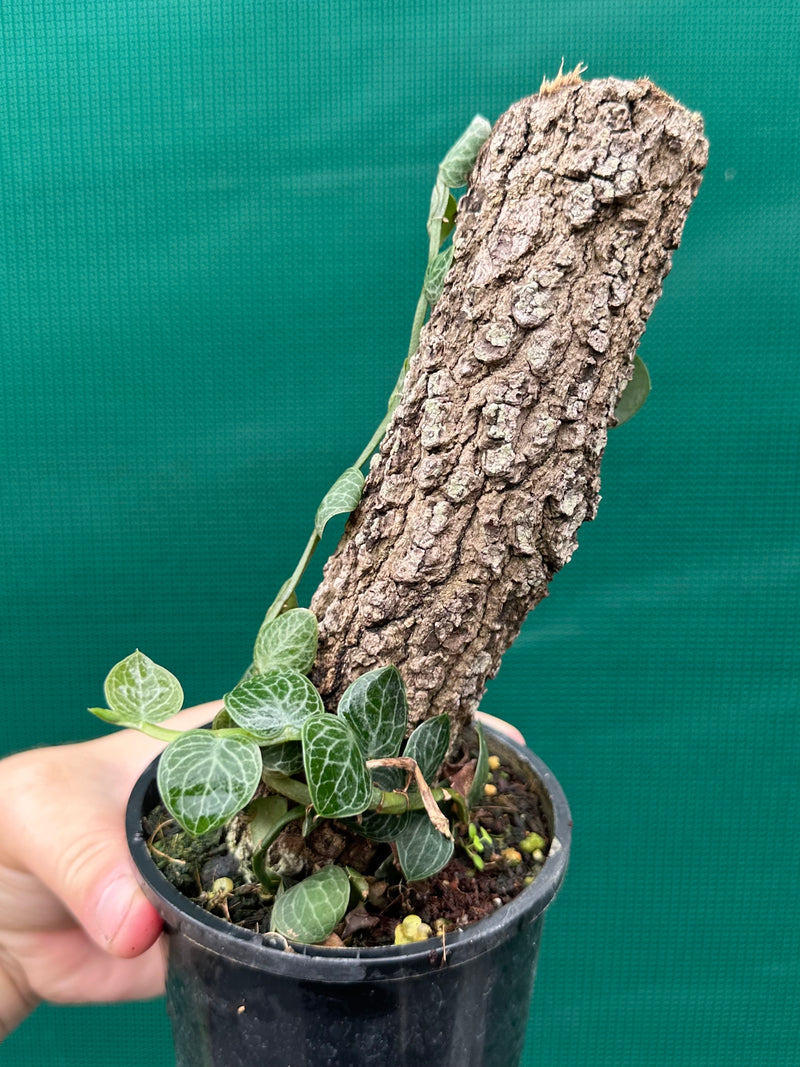Rhaphidophora Cryptantha