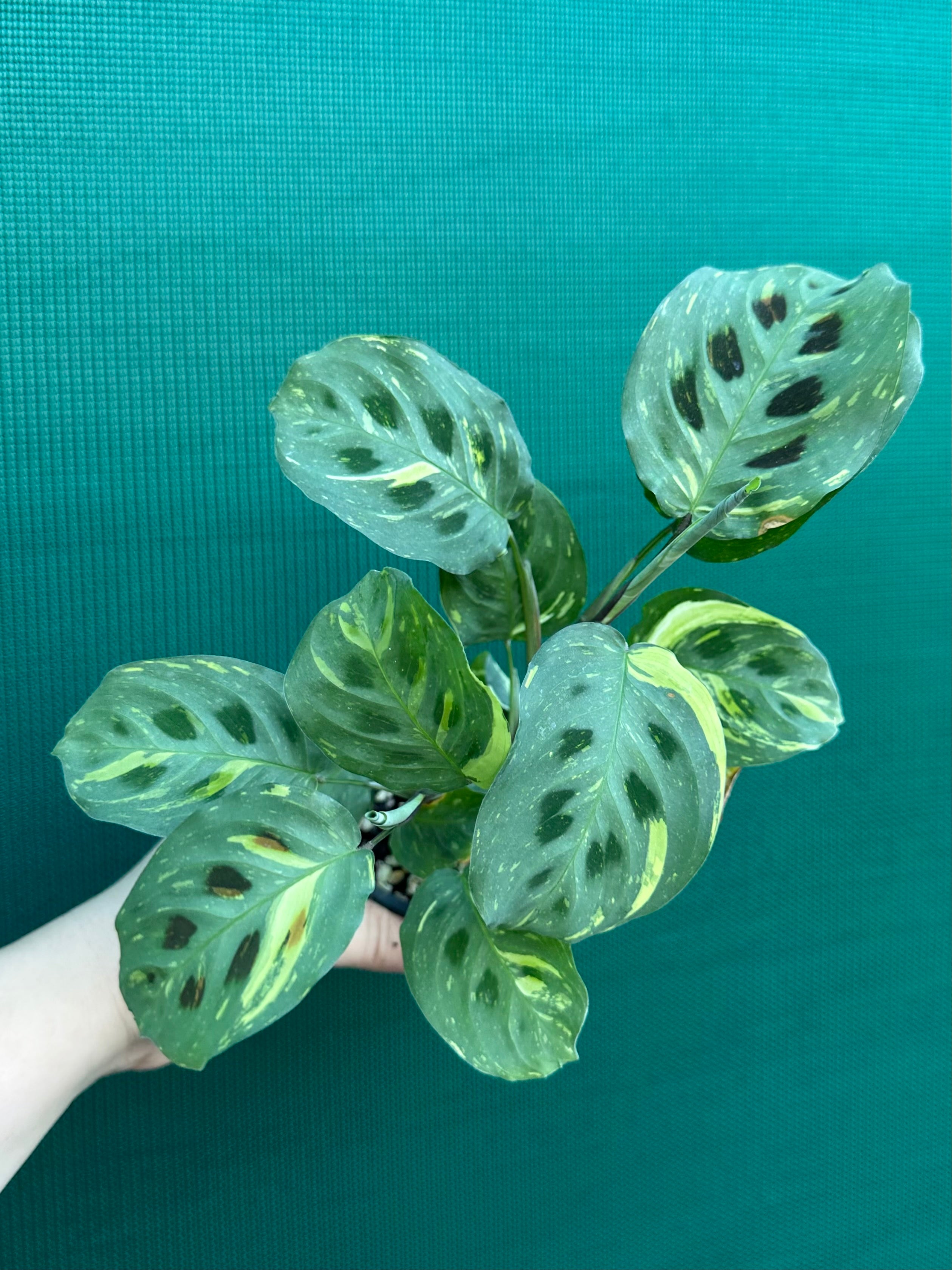Maranta Assorted Maranta Leuconeura Variegated | Aroids Australia