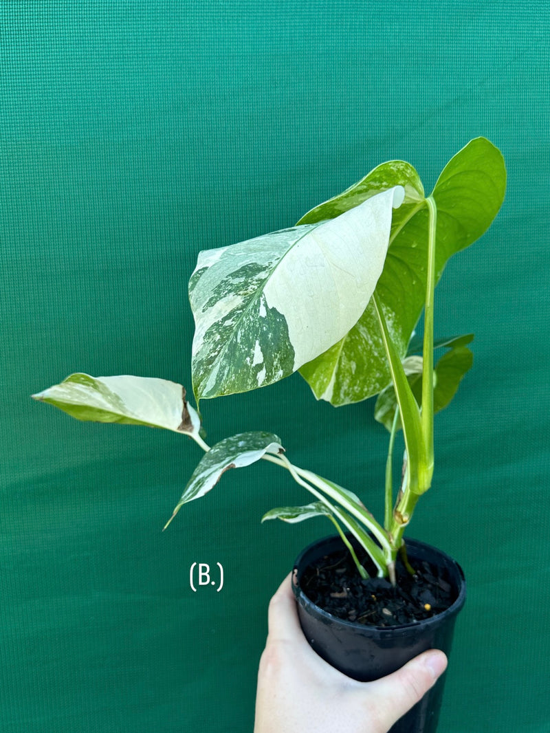 Monstera deliciosa borsigiana variegated albo NEW