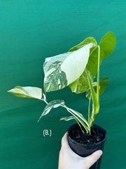 Monstera deliciosa borsigiana variegated albo NEW