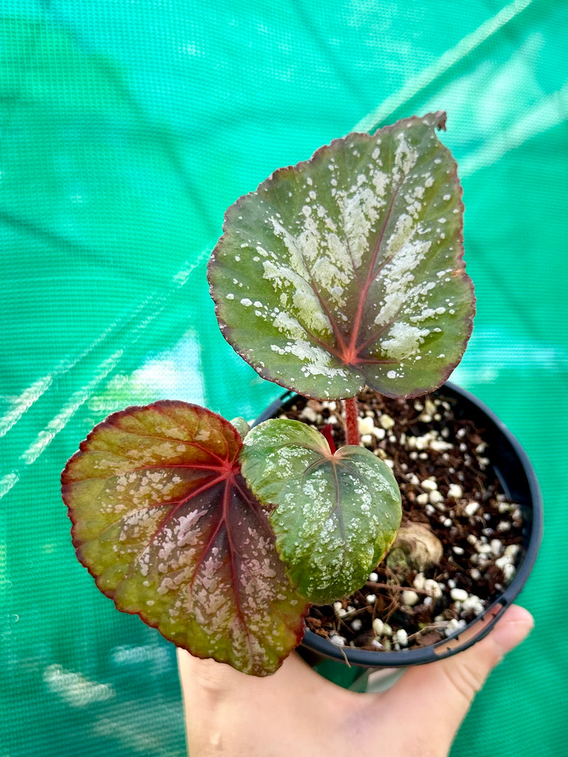 Begonia ‘Annan Star’