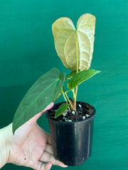Anthurium ‘Jessica Rabit’ x Papx  NEW