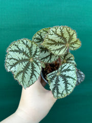 Begonia NOID (unknown Vietnam) NEW
