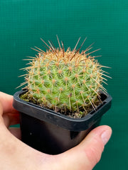 Mammillaria ‘Ginsa Maru’ NEW