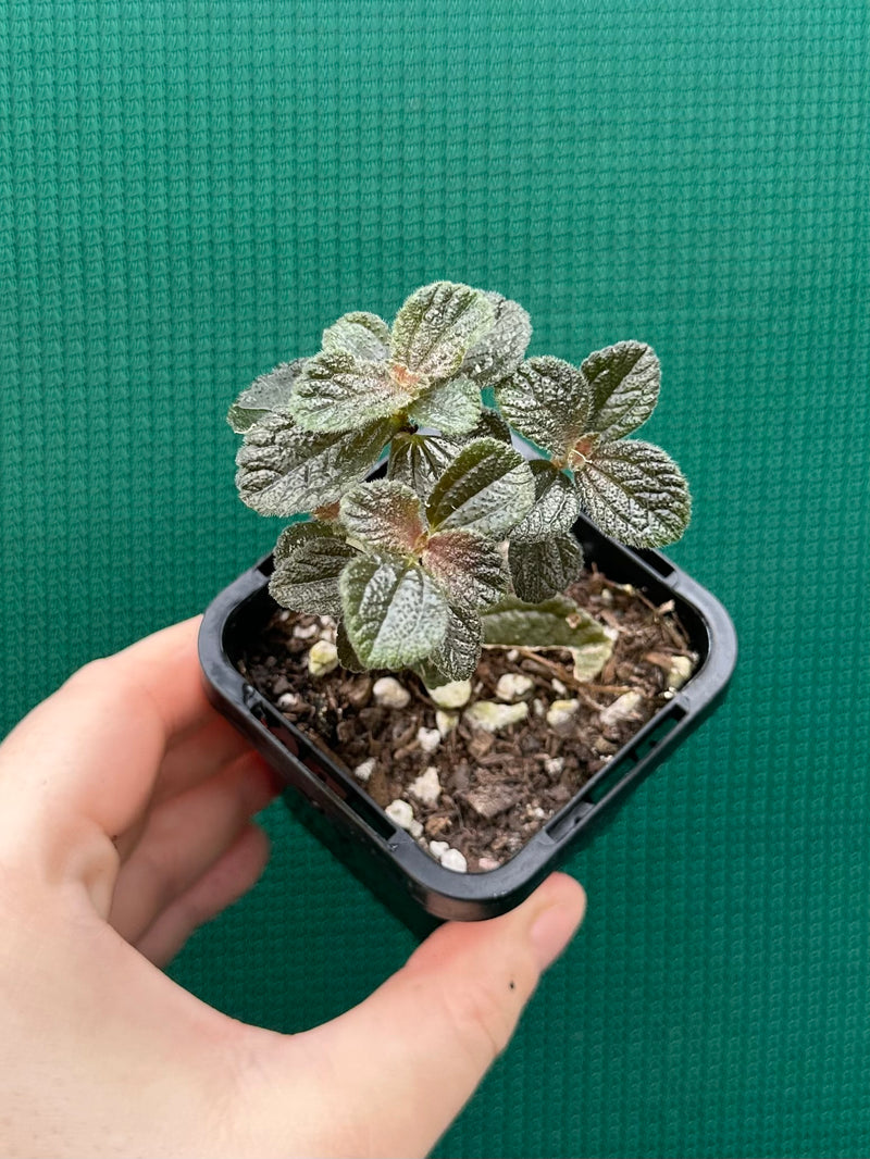 Pilea repens