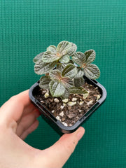 Pilea repens