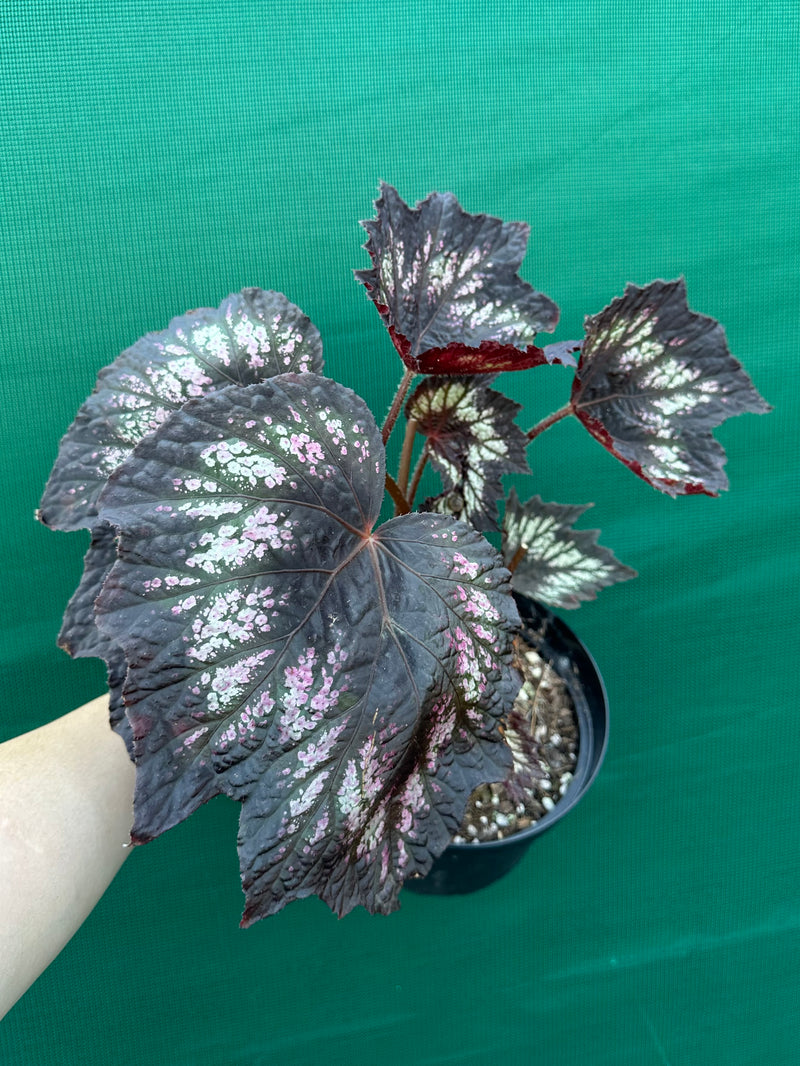 Begonia NOID 2