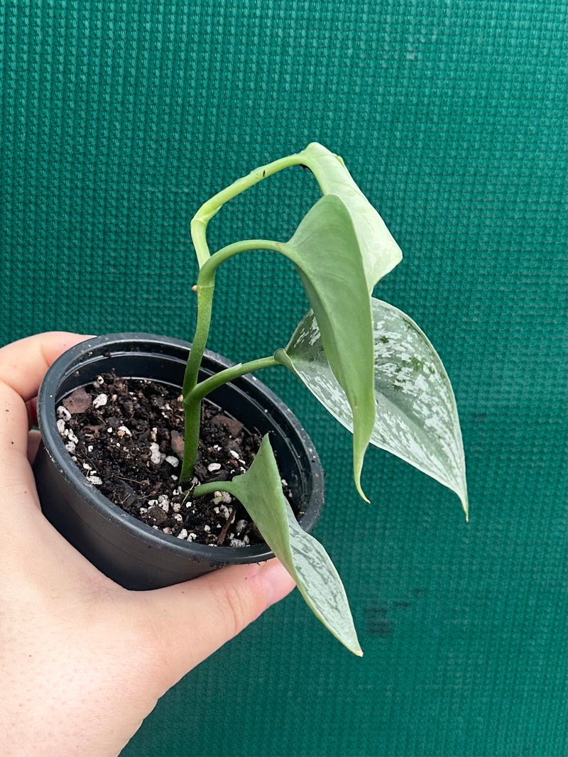 Schindapus Pictus Exotica