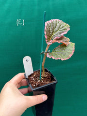 Begonia fulvovillosa (U012) NEW