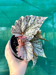 Begonia Rex ‘Silver White’ NEW