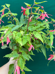 Begonia ‘Bossa Nova’ (Pink Flower)