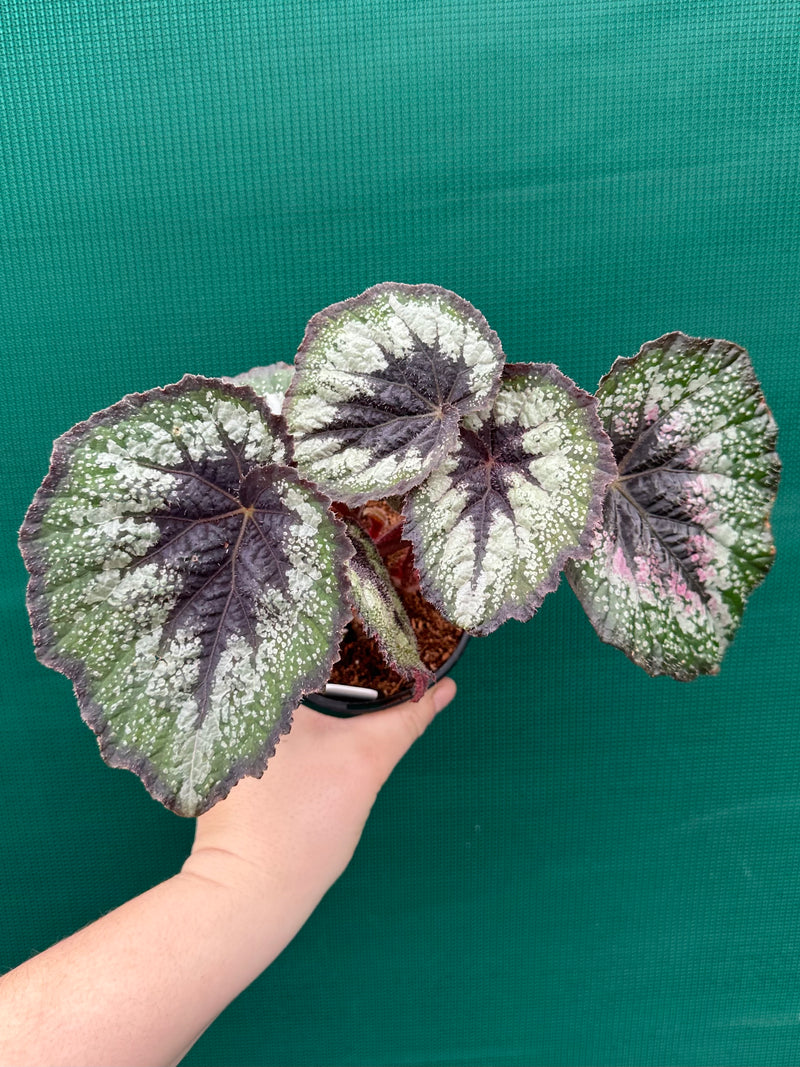 Begonia ‘Her Majesty’