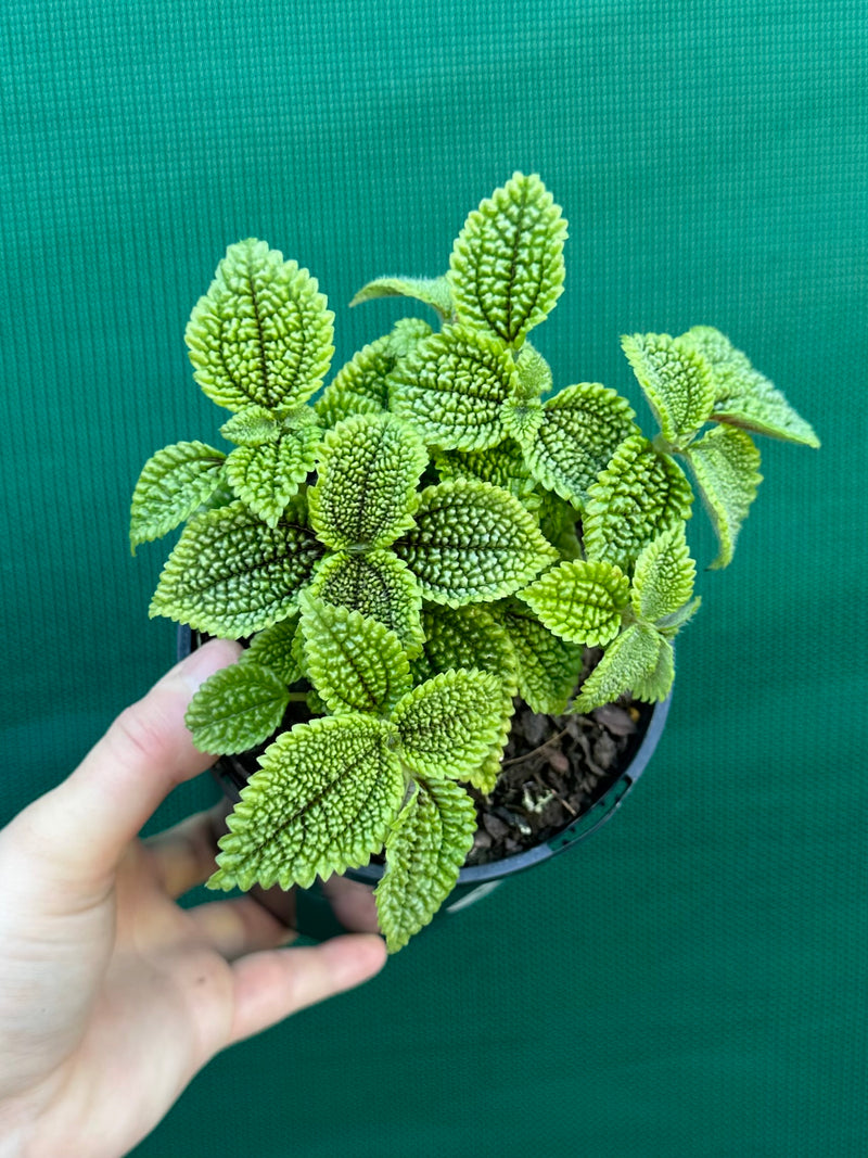 Pilea involucrata