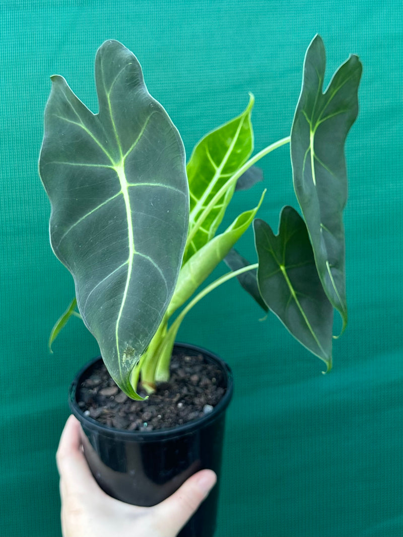 Alocasia ‘Green Velvet’