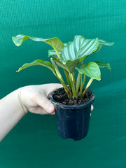 Calathea ‘Orbifolia’