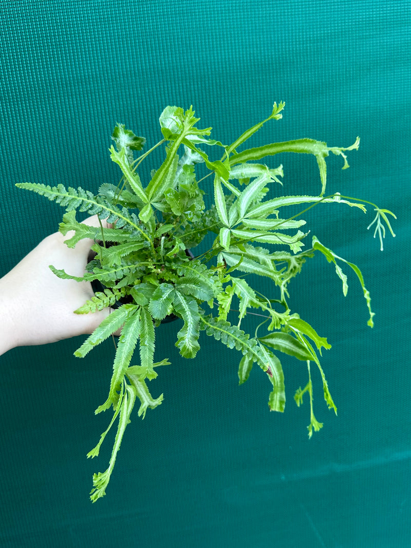 Pteris Fern Unknown 1