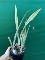 Sansevieria ‘Siam Silver’ NEW