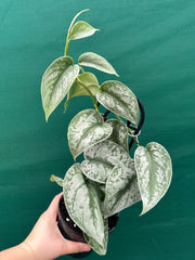 Schindapus Pictus Exotica