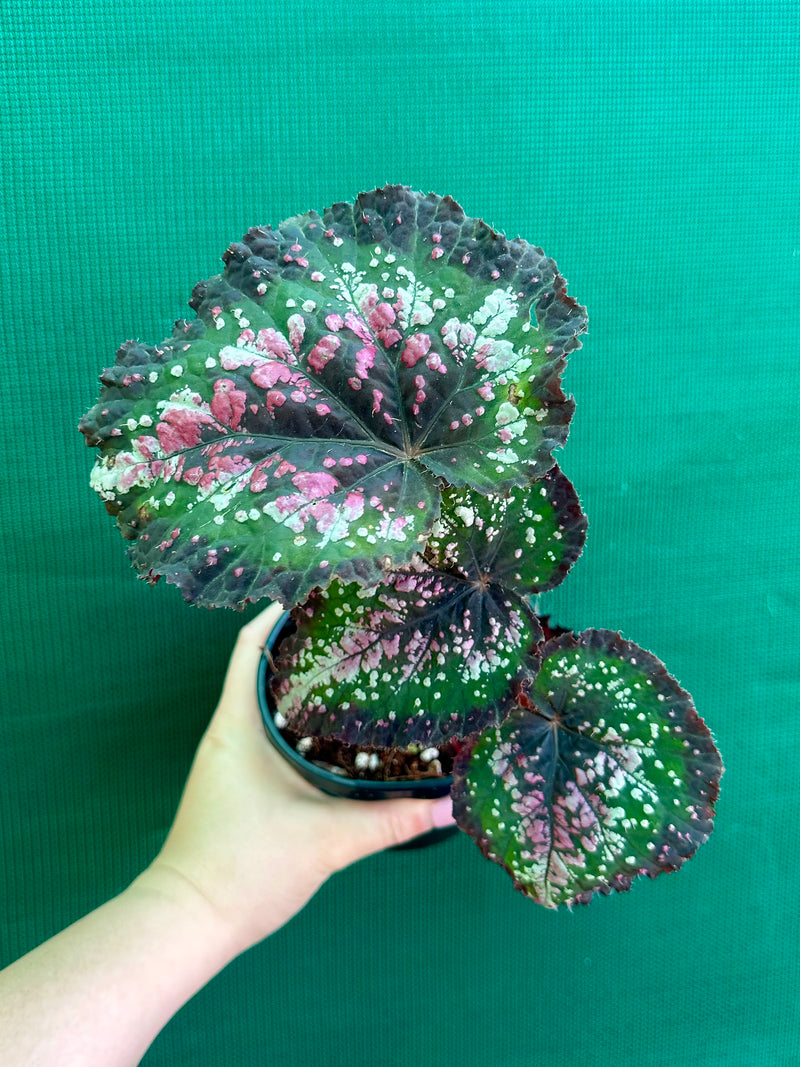 Begonia ‘R.B Hybrid 669’