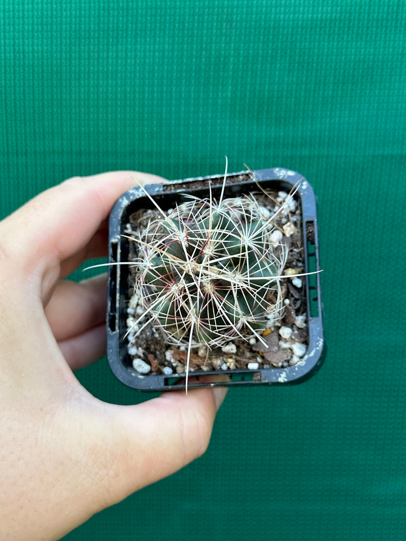 Thelocactus bicolour