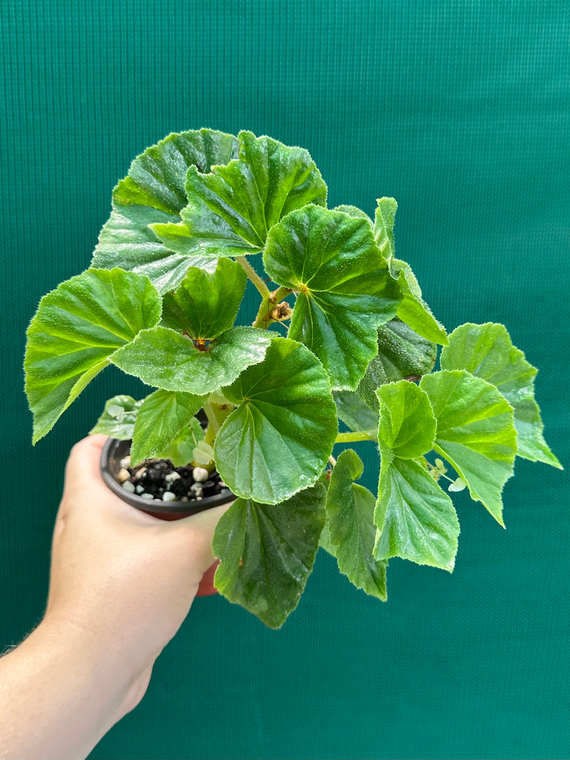 Begonia hirtella