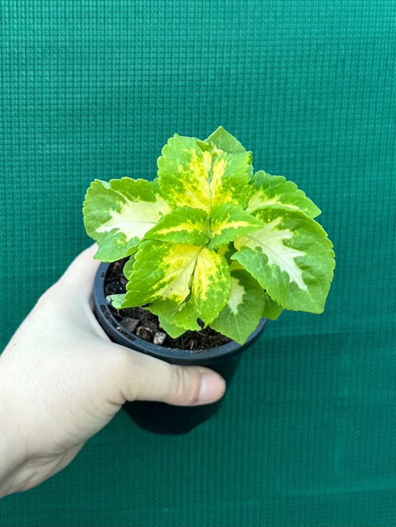Coleus NOID 4