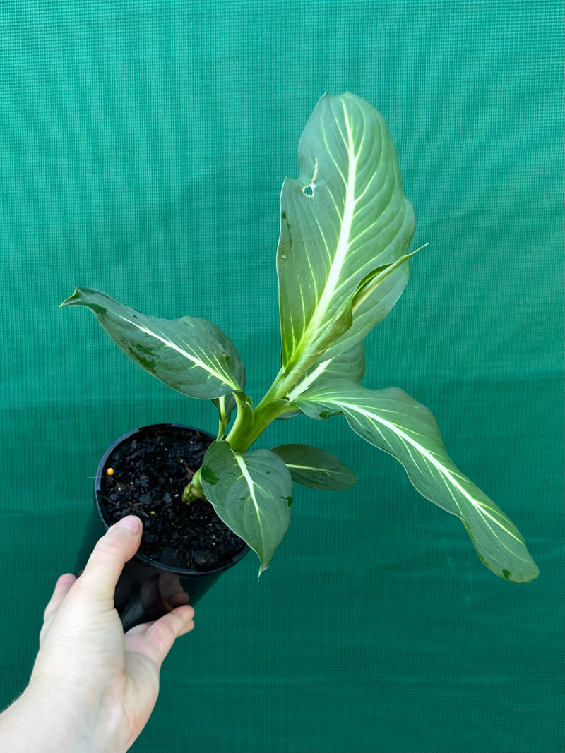 dieffenbachia sterling vs green magic Dieffenbachia 'Sterling' NEW