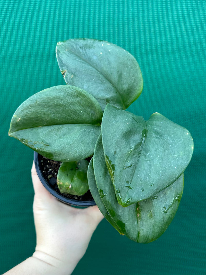 Schindapsus Treubii Moonlight Jade
