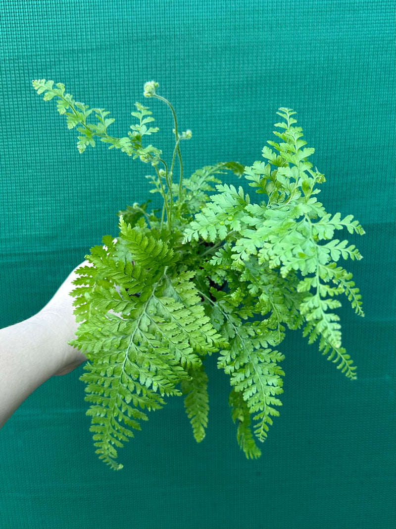 Polystichum setiferum 'Dahlem'