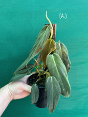 Philodendron ‘Gigas’