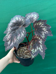 Begonia NOID 2