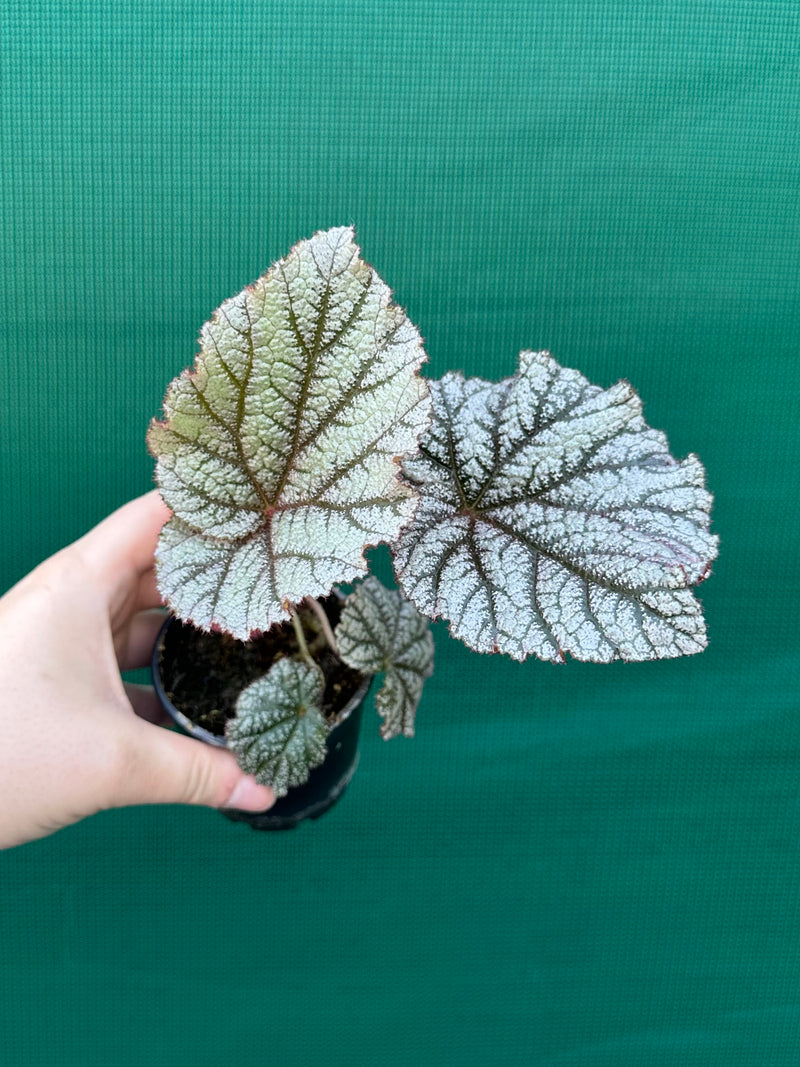 Begonia ‘Wanda’