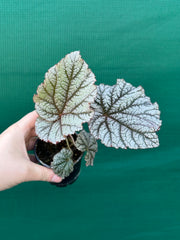 Begonia ‘Wanda’