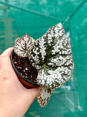 Begonia ‘Polonaise’