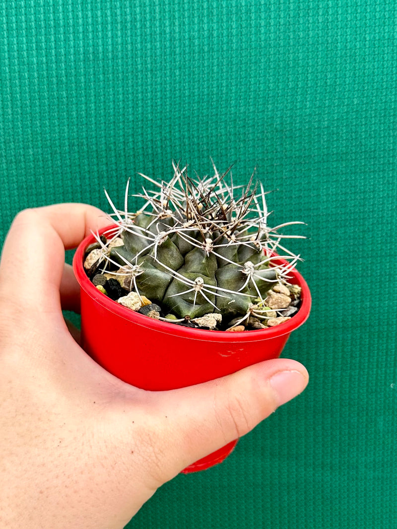 gymnocalycium (assorted)