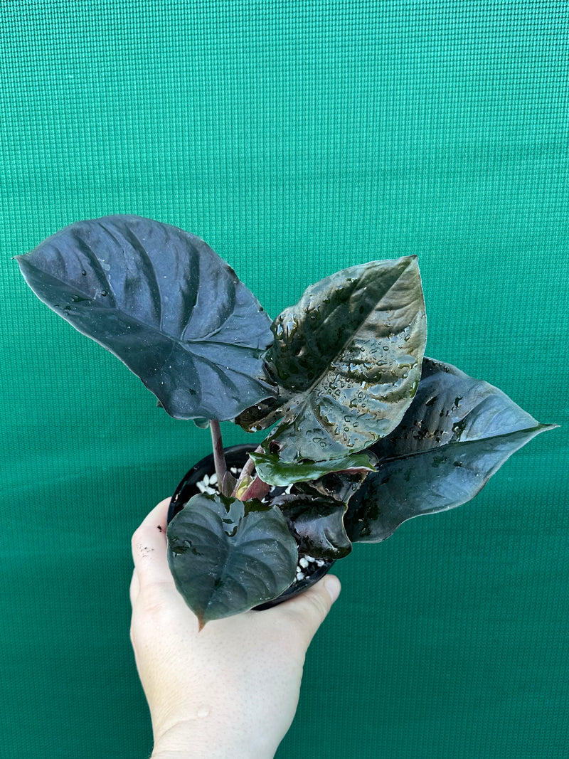Alocasia Infernalis NEW