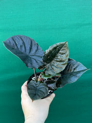 Alocasia Infernalis NEW