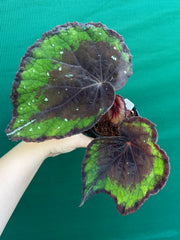 Begonia ‘Ace of Spades’