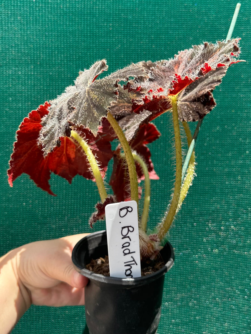 Begonia ‘Brad Thompson’