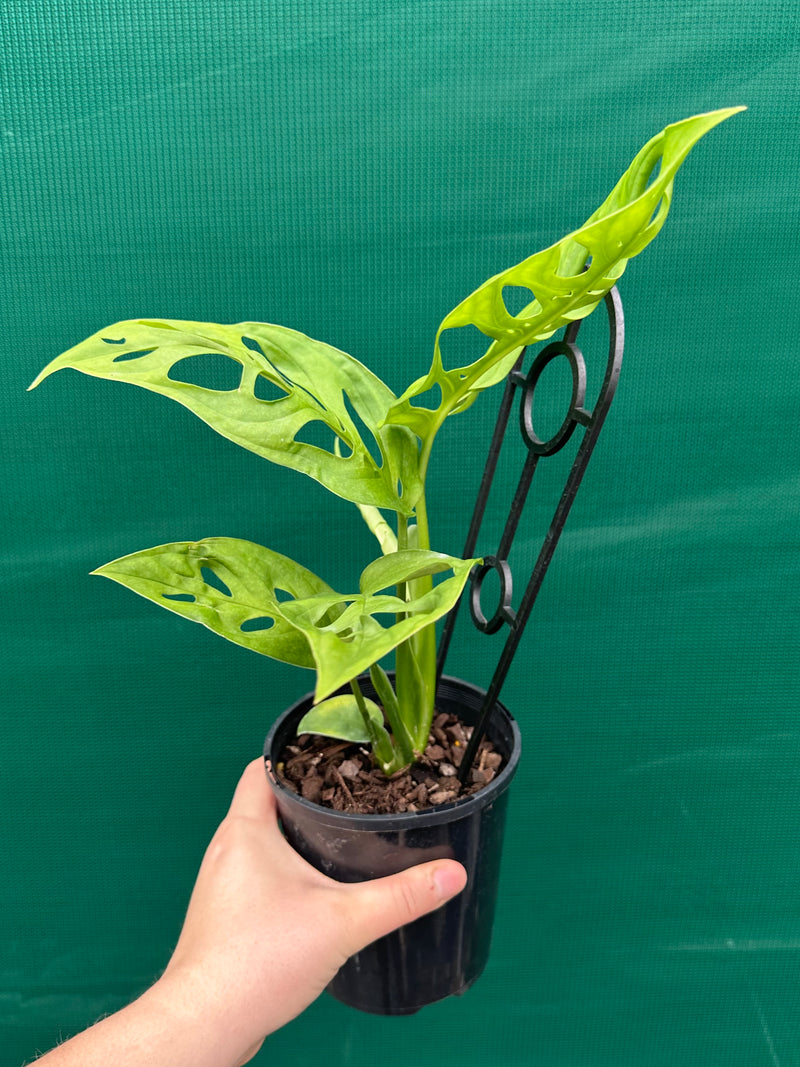 monstera adansonii vs monstera epipremnoides Monstera epipremnoides