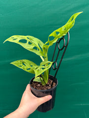 Monstera epipremnoides NEW