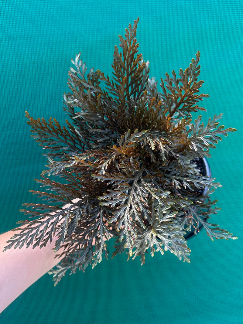 Selaginella erythropus NEW