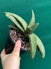 Gasteria batesiana NEW