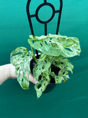 Monstera adansonii (Mottled Variegation) NEW