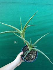 Sansevieria ballyi NEW